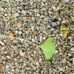 砂利とイチョウの葉